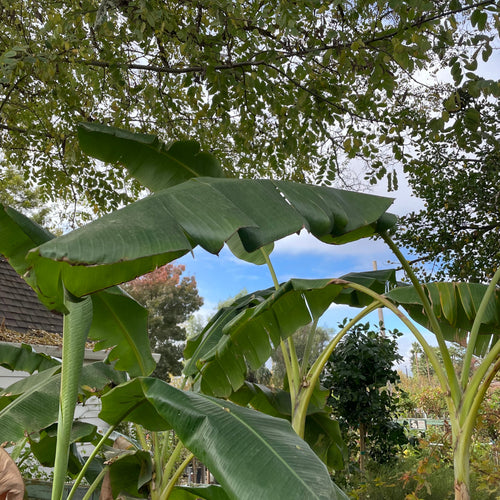 Banana Plant