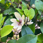 Banana Shrub