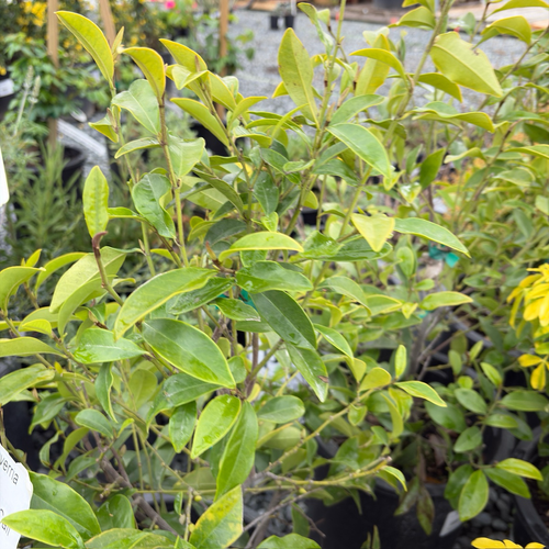 Banana Shrub