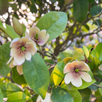 Banana Shrub