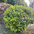 Banana Shrub