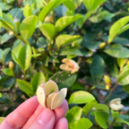 Banana Shrub