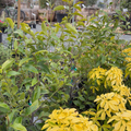Banana Shrub