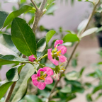Barbados Cherry