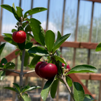 Barbados Cherry