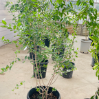 Barbados Cherry