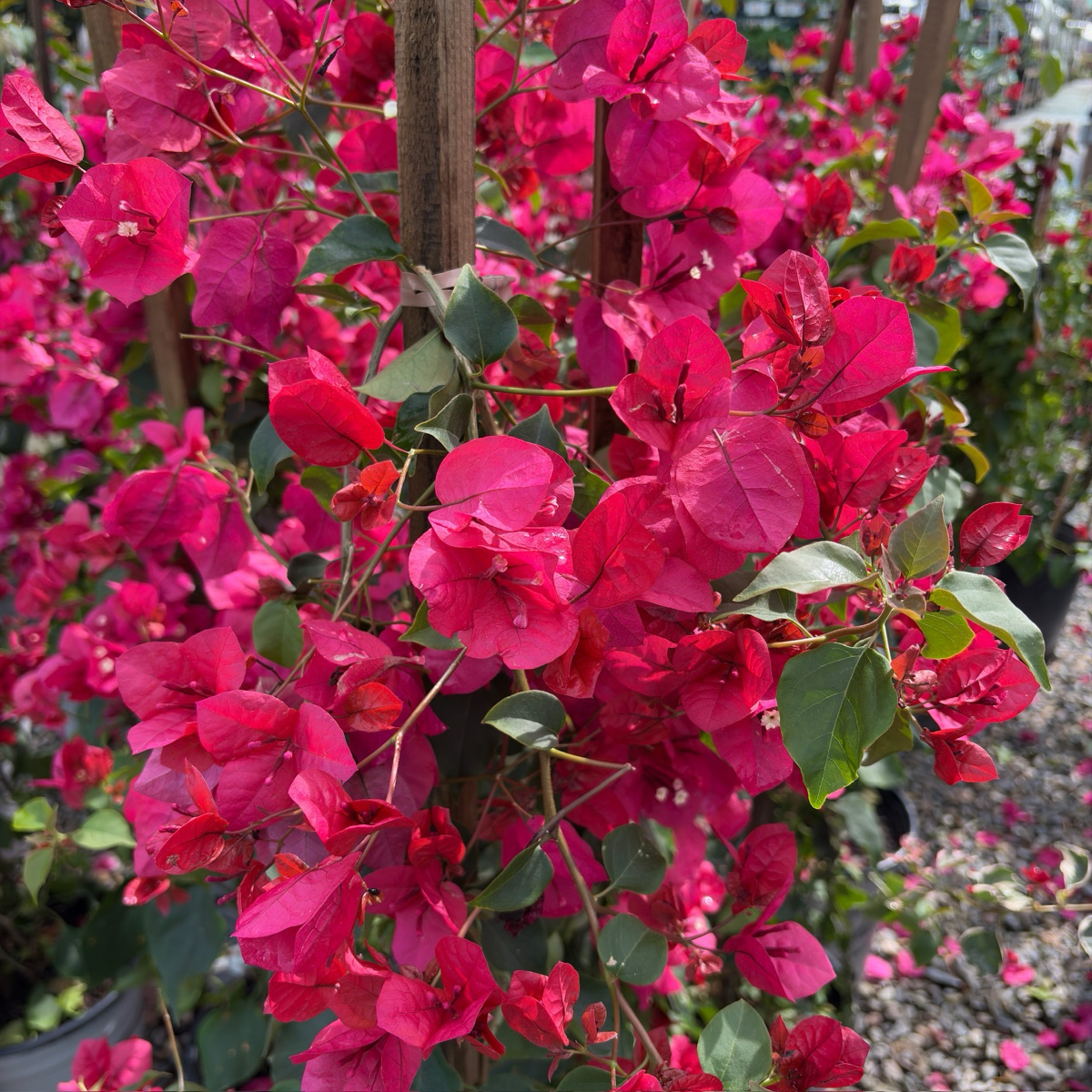 Barbara Karst Bougainvillea