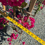 Barbara Karst Bougainvillea