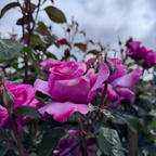 Barbra Streisand Hybrid Tea Rose