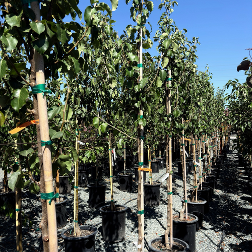 Bartlett Pear