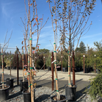 Bartlett Pear