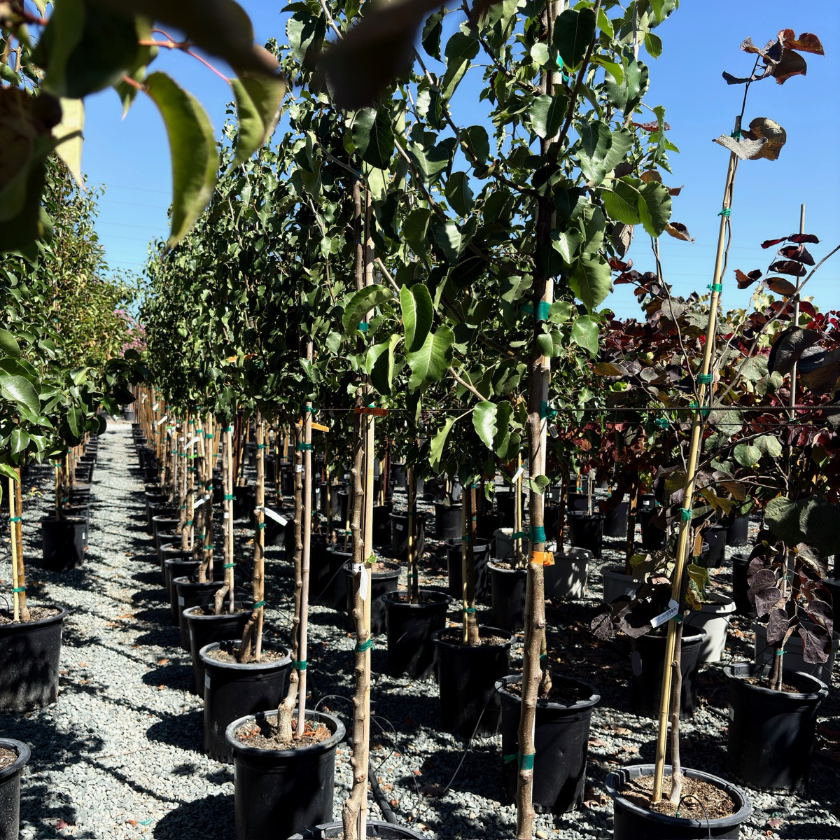 Bartlett Pear Tree