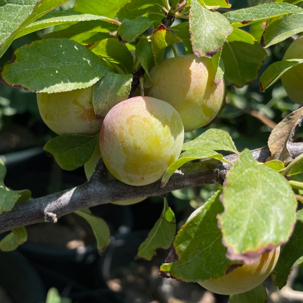 Bavay’s Green Gage Plum
