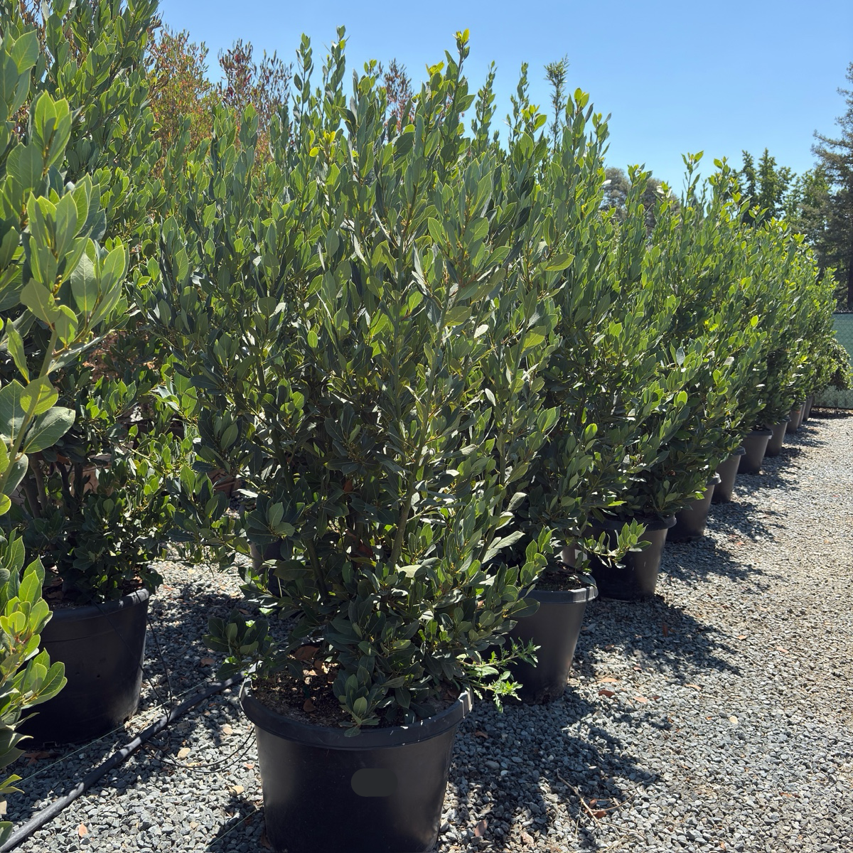 Bay Laurel