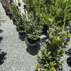 Bay Laurel
