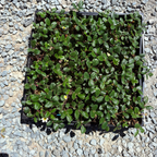 Plastic tray with Fragaria chiloensis on a gravel surface