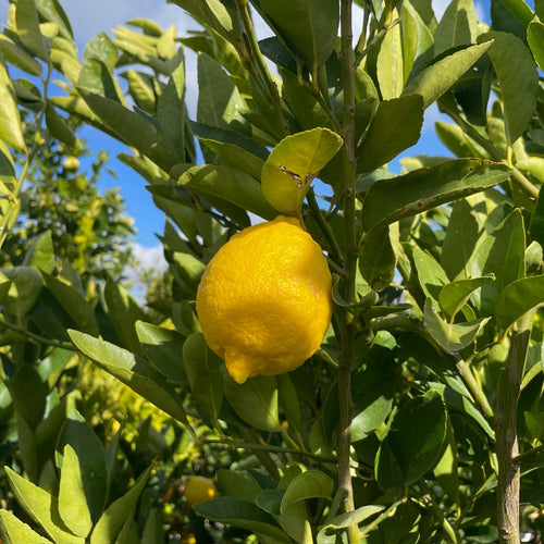 Bearss Lime