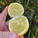 Bearss Lime
