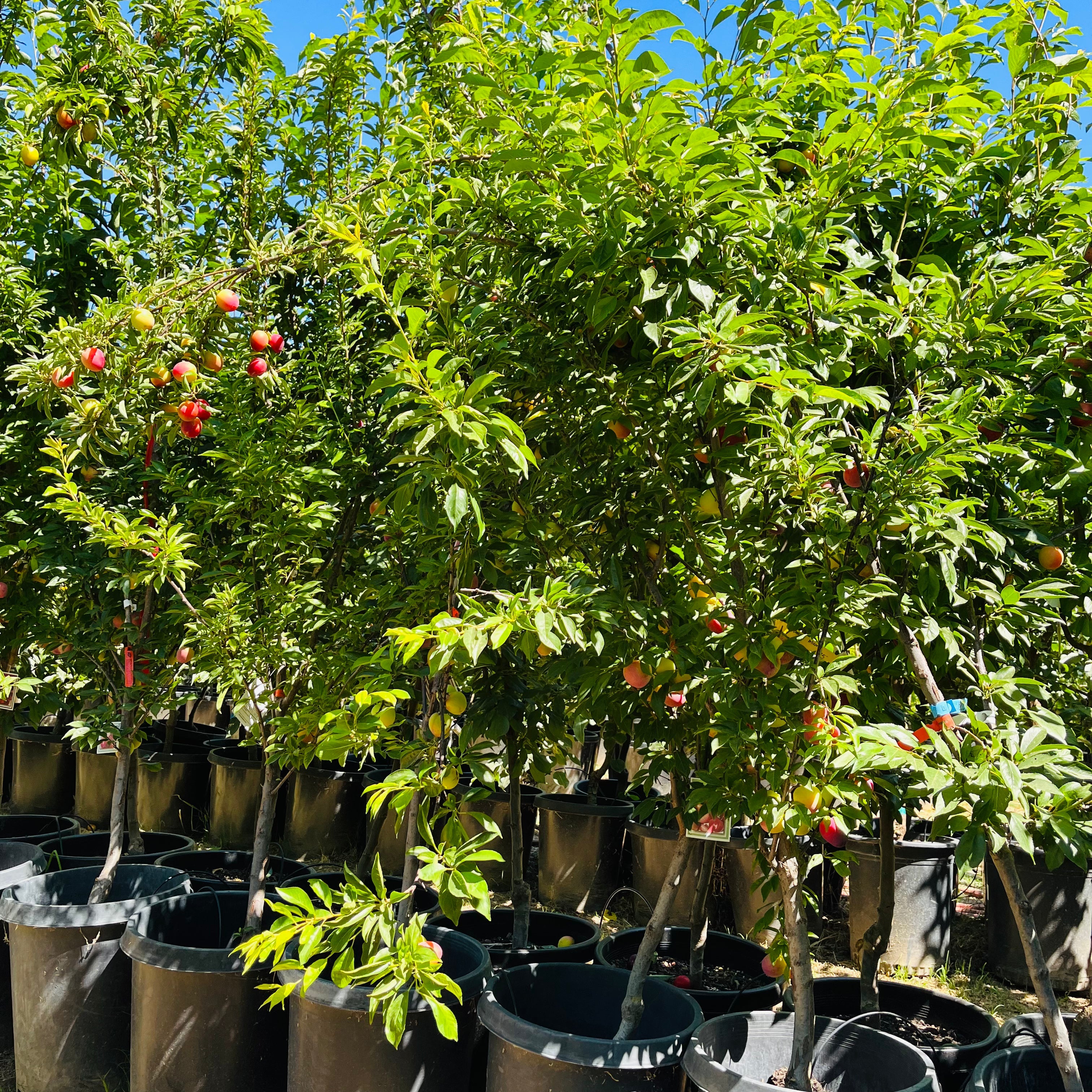 Beauty Japanese Plum