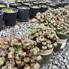 Berry Bright Saxifrage