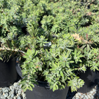 Better John Weeping Bottlebrush