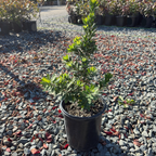 Better John Weeping Bottlebrush