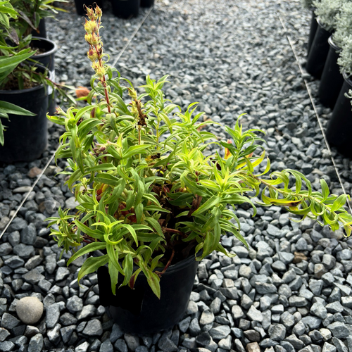 Bev Jensen  Border Penstemon