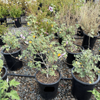 Bicolor Tree Mallow