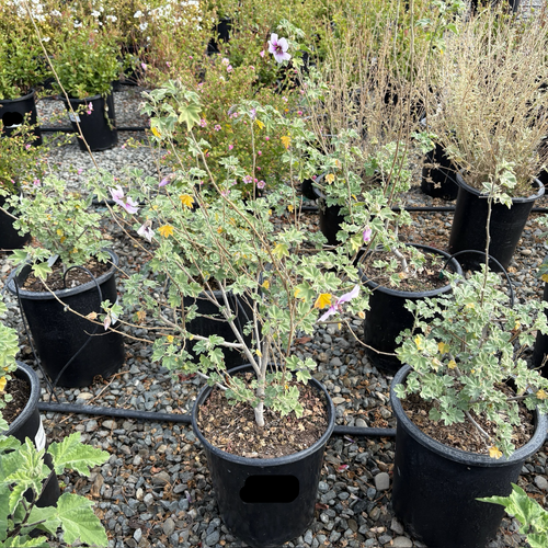 Bicolor Tree Mallow
