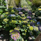 Big Band Let's Dance® Hydrangea