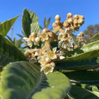 Flowering Big Jim Loquat with green leaves and yellow flowers against a blue sky.