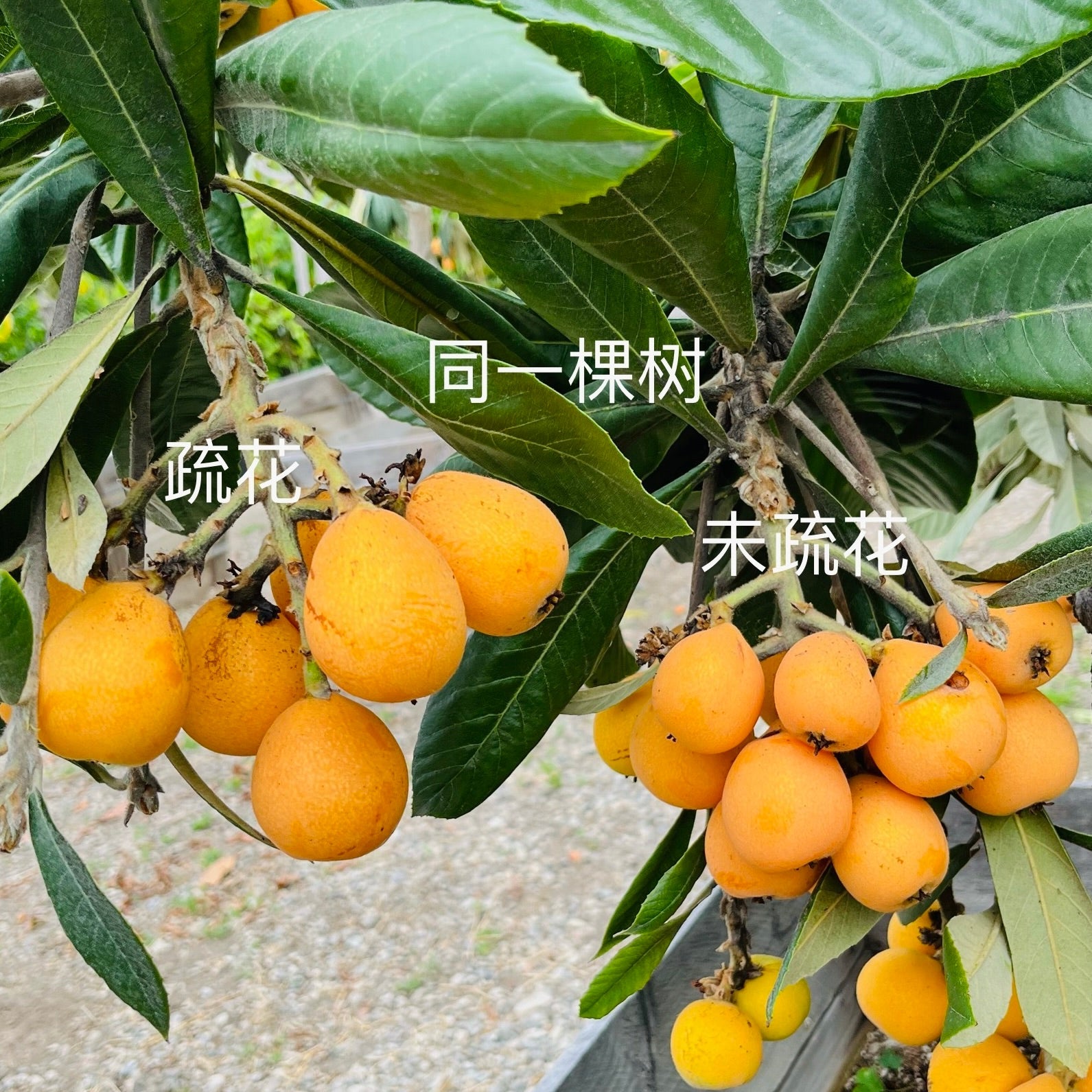 巨蛋枇杷树｜果形硕大、果肉厚实的优质枇杷品种– Victory Nursery