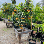 Row of potted Big Jim Loquat with orange fruits in a garden setting