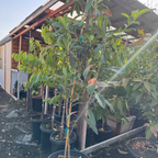 Row of potted Big Jim Loquat under a wooden shelter