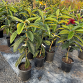 Row of potted Big Jim Loquat with green leaves on a concrete surface