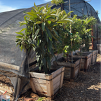 Big Jim Loquat Tree