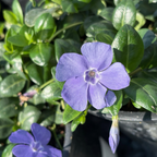 Big Leaf Periwinkle