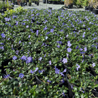Big Leaf Periwinkle