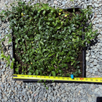 Big Leaf Periwinkle