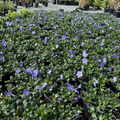Big Leaf Periwinkle
