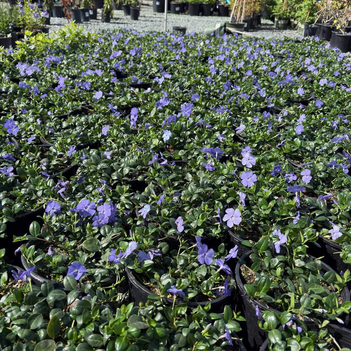 Big Leaf Periwinkle