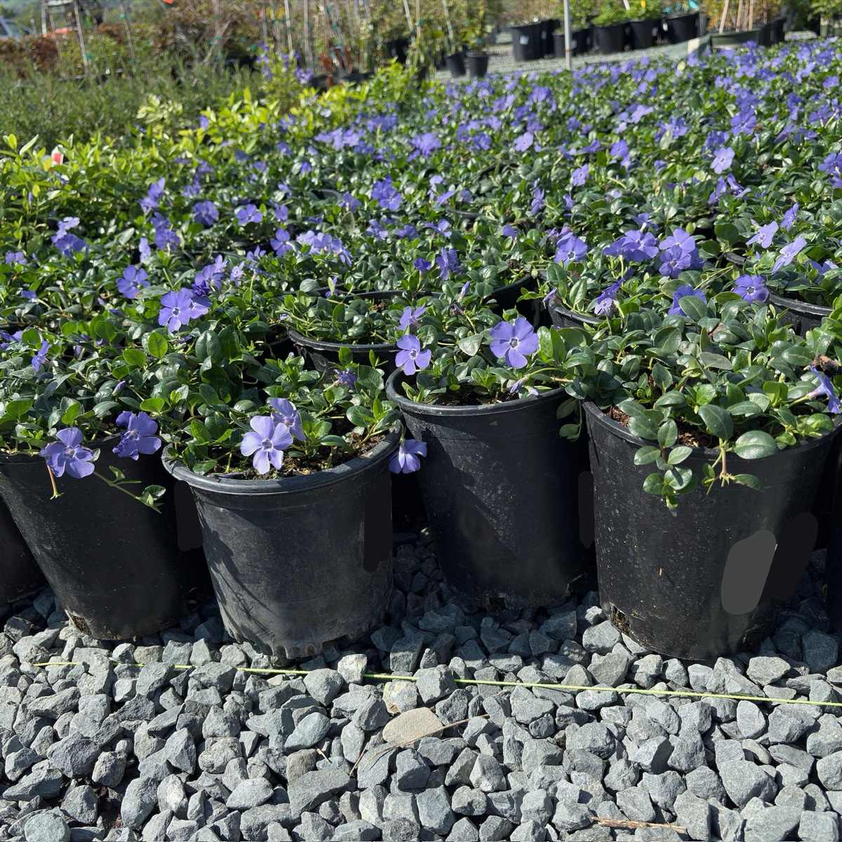Big Leaf Periwinkle