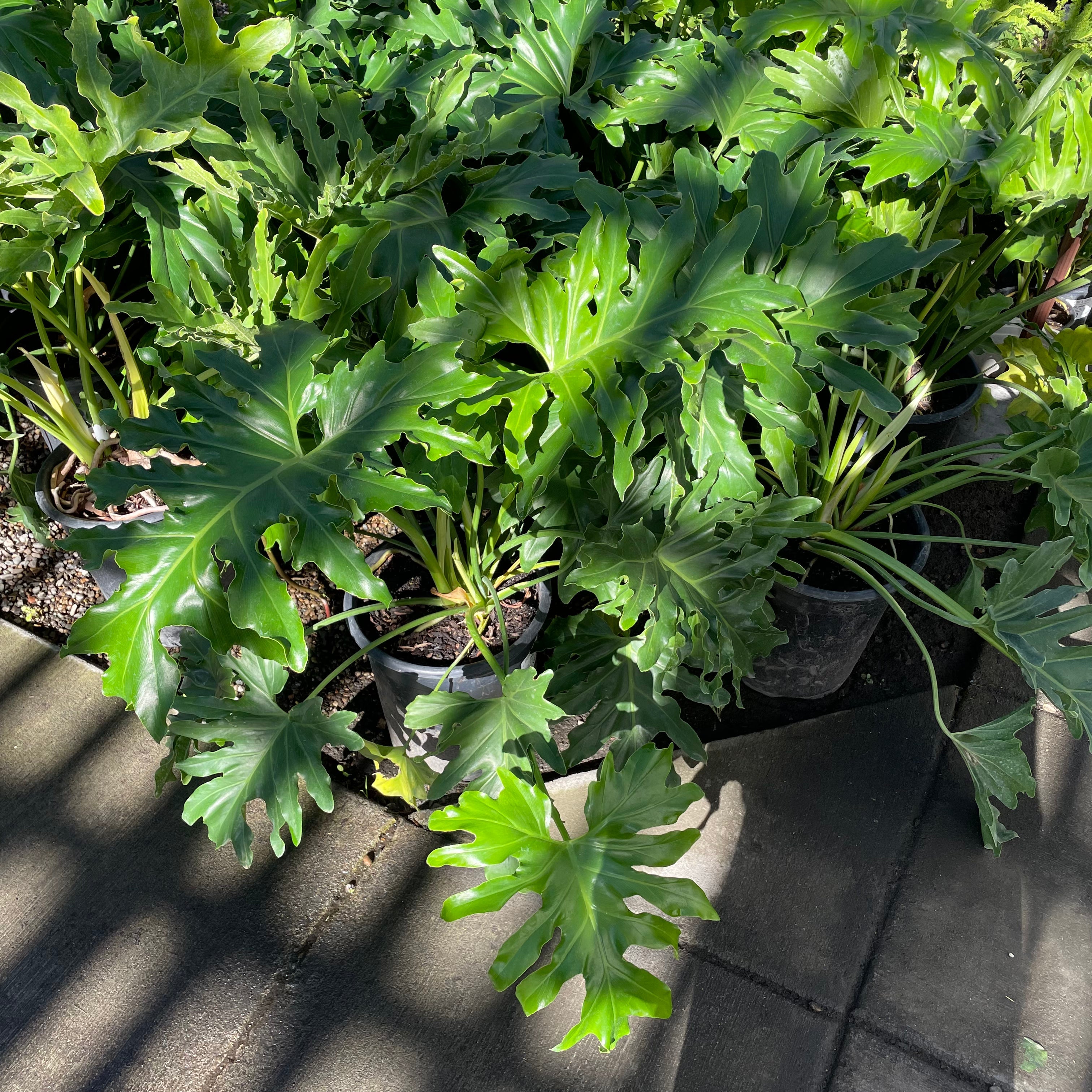 Big Leaf Philodendron