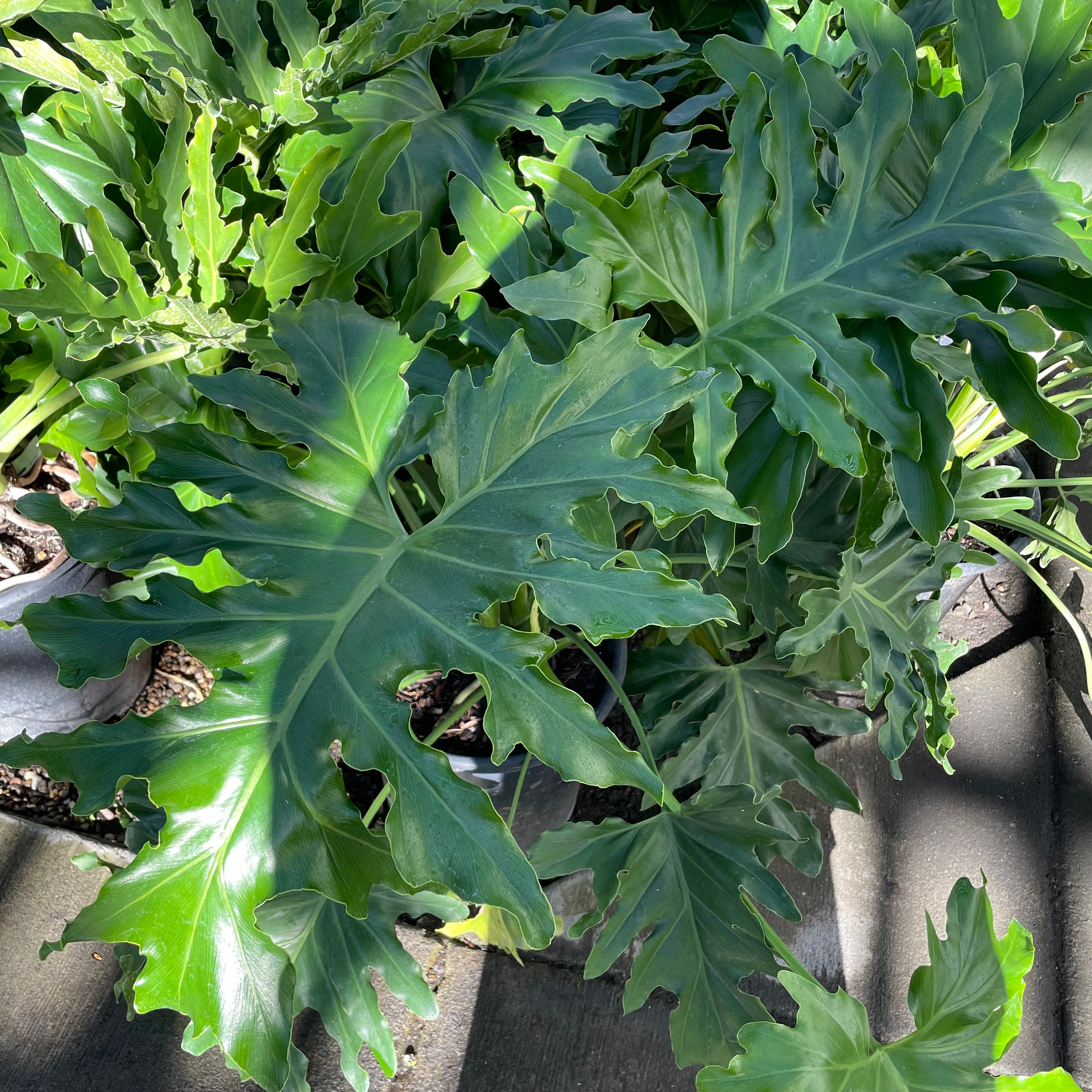 Big Leaf Philodendron