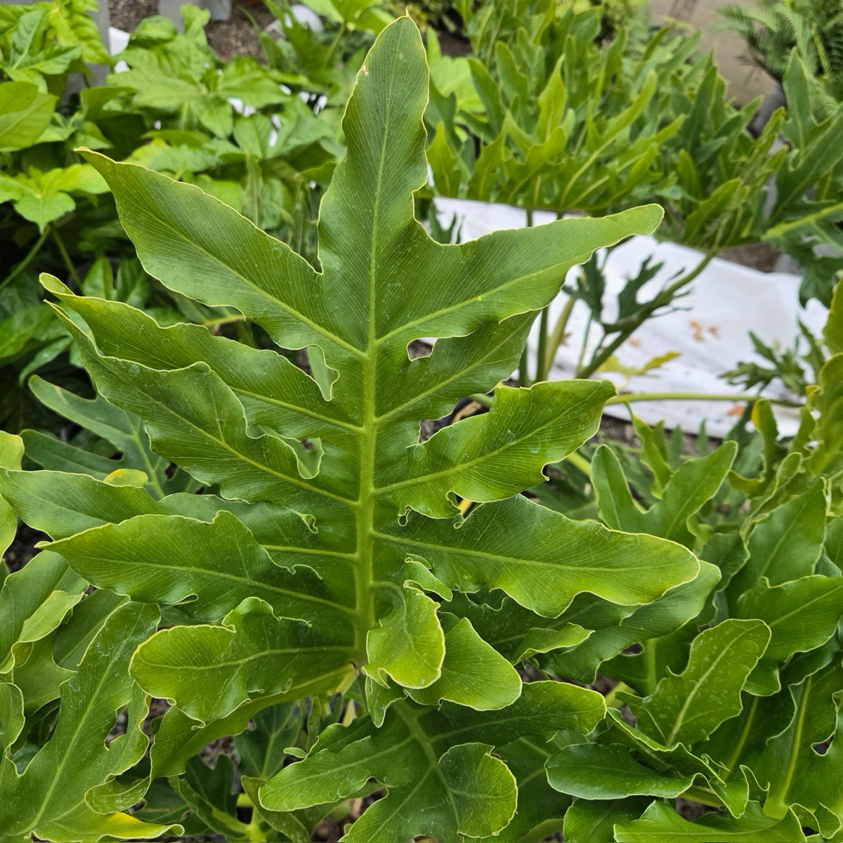 Big Leaf Philodendron