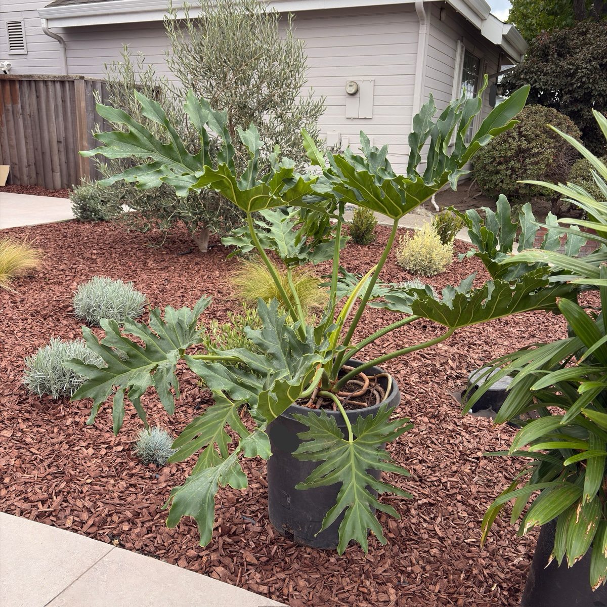 Big Leaf Philodendron