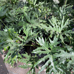 Big Leaf Philodendron