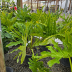 Big Leaf Philodendron