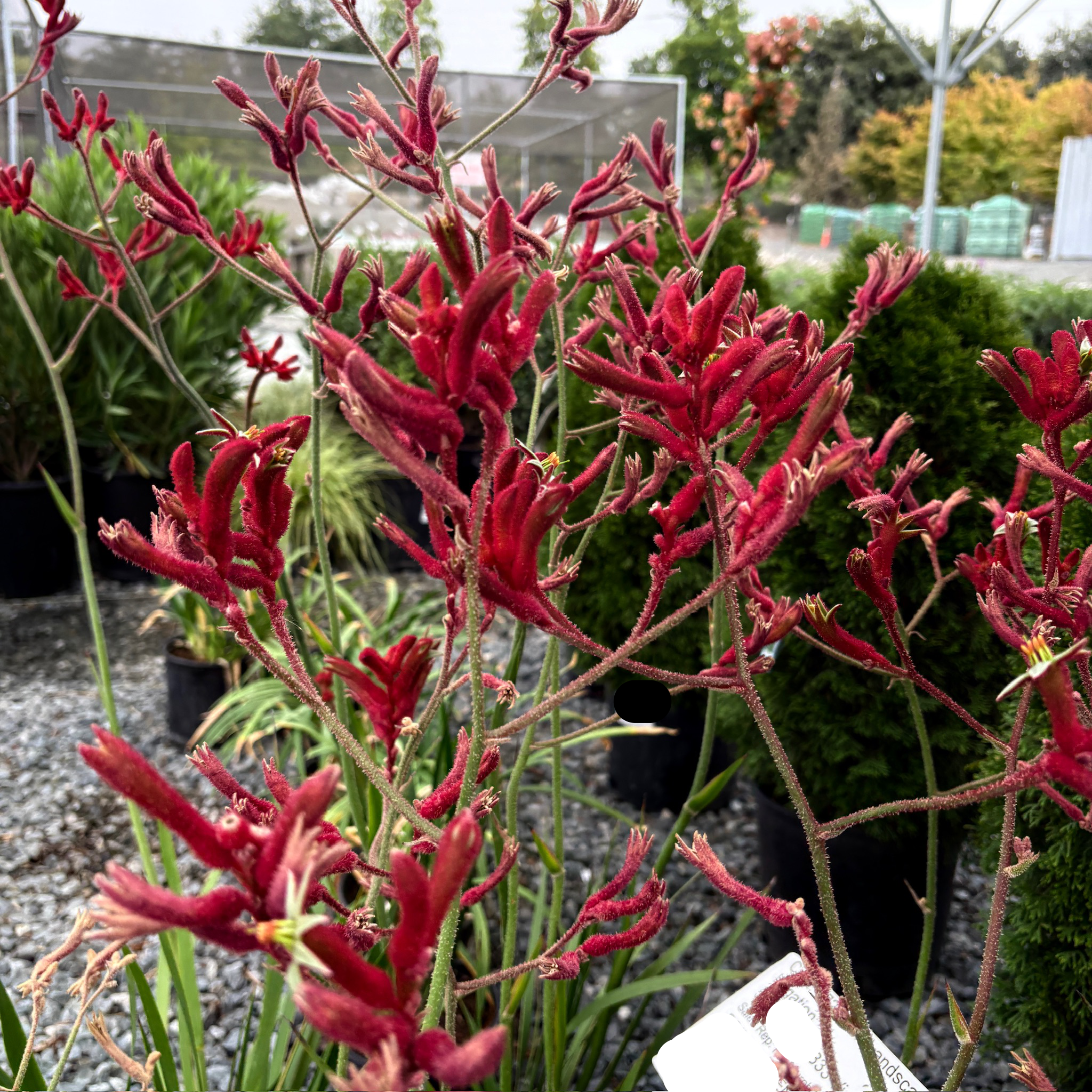 Big Red Kangaroo Paw