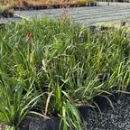 Big Red Kangaroo Paw